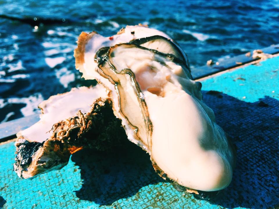 日本一の広田湾の殻付き牡蠣